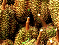Enthlt viel Spermidin: Durian